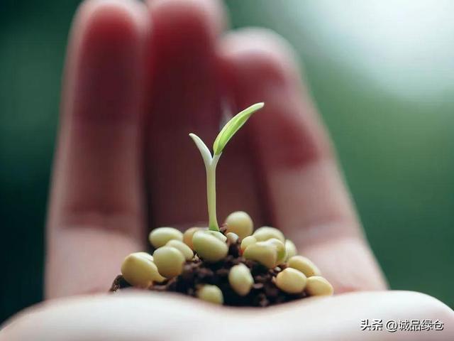 一文教你桂花种子的种植技巧：从催芽到移植