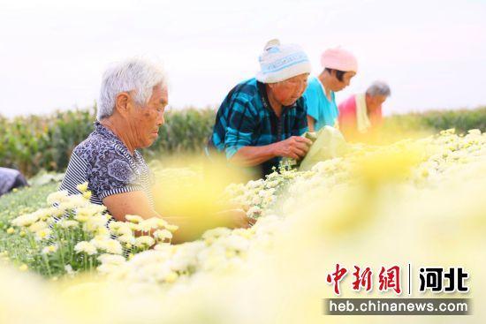 河北南宫：菊花种植拓宽致富路