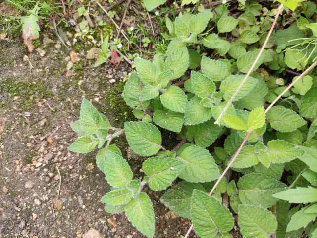 皖西大别山区的霍山山区常见的这19种中药材，你都认识吗