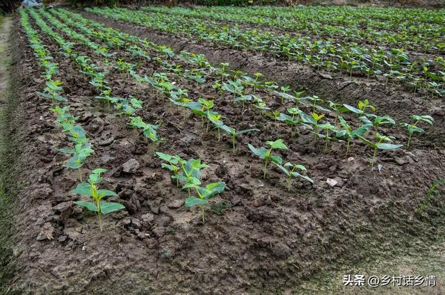 大暑过后，能种植的蔬菜有哪些？除了萝卜白菜，这些也可以种植