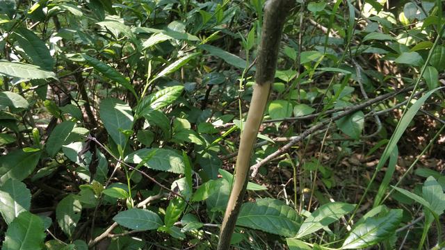 皖西大别山区的霍山山区常见的这19种中药材，你都认识吗