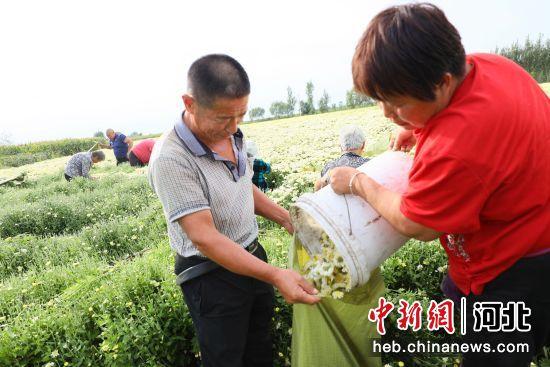 河北南宫：菊花种植拓宽致富路