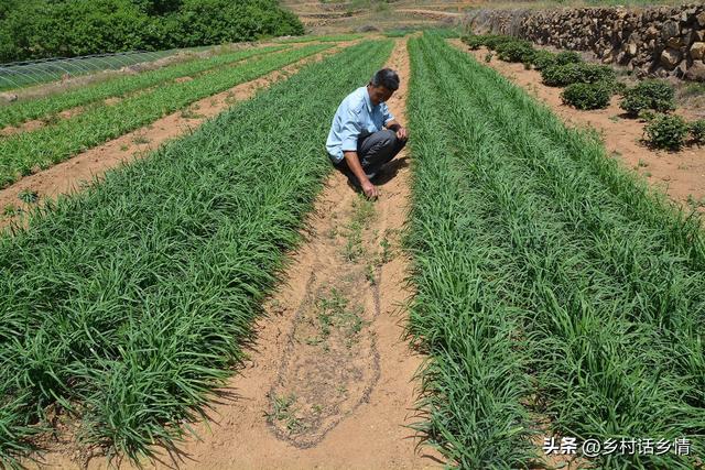 韭菜要想长得好，两种两停要知晓，什么时间种植？什么时间停割