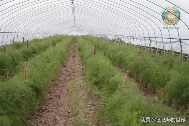 可食用景观植物案例：芦笋价值开发与育苗种植技术