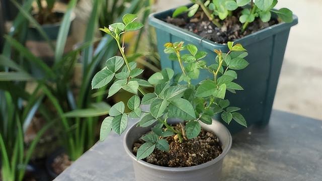 羊粪养花，4个方法轻松掌握，土壤疏松肥沃-蒙羊润土