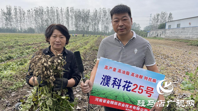 驿城区百余亩高油酸花生结出致富“金豆豆”