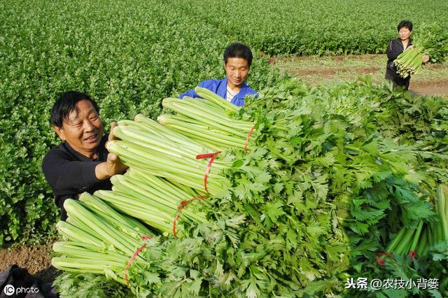 学会这些芹菜种植管理方法，轻松解决菜农头疼的过早抽薹难题！