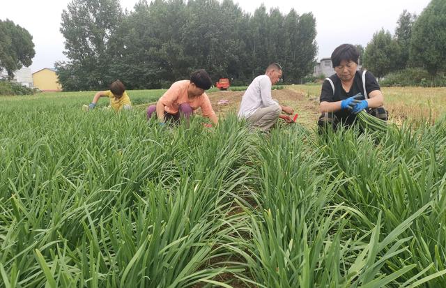 河南鲁山：韭菜种植助民增收