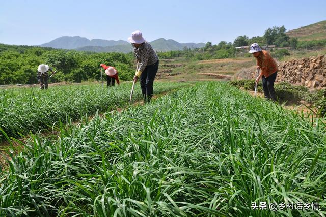 韭菜要想长得好，两种两停要知晓，什么时间种植？什么时间停割