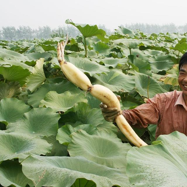 微风习习，夏天的莲花正在结藕，学会这几招，自己也能种出来