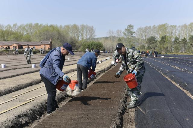 龙江森工方正林业局有限公司：主打刺五加 全力打造北药特色小镇