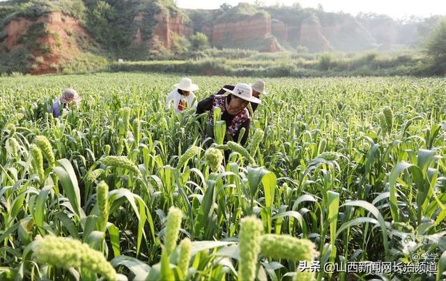 沁县沁州黄镇南凹村：早春播谷子喜出穗，新技术孕育新希望