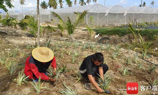 菠萝自带“芒果味”！三亚引种700株“新奇特优”热带水果新成员