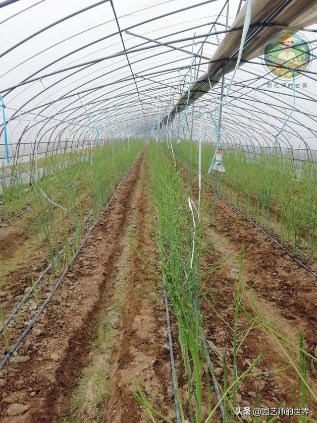 可食用景观植物案例：芦笋价值开发与育苗种植技术