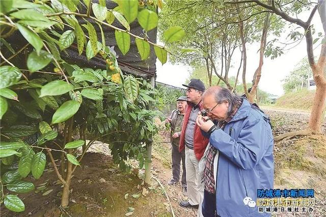 【防城港】金花茶应该有多金贵