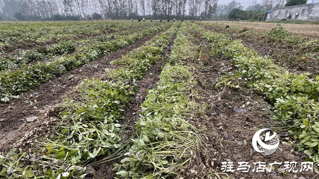 驿城区百余亩高油酸花生结出致富“金豆豆”