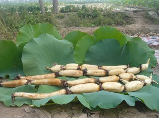 微风习习，夏天的莲花正在结藕，学会这几招，自己也能种出来