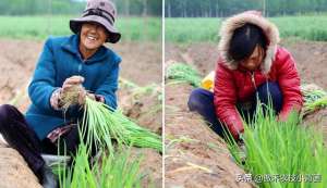 小香葱种植(大葱一年种植几次？具体什么时间种植？播种育苗有哪些技术要点？)