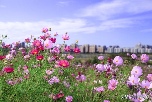 种子往地上一撒 就能开成一片花海的波斯菊 可以快速成景的格桑花