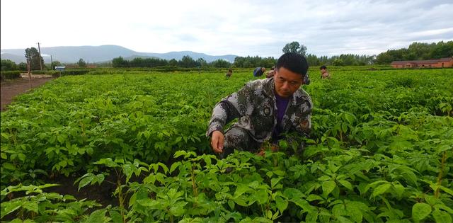 龙江森工方正林业局有限公司：主打刺五加 全力打造北药特色小镇