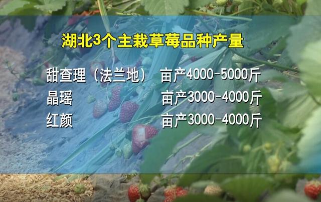 草莓种植老手有诀窍！优质与高产搭配种植，年前首批销售50多万！