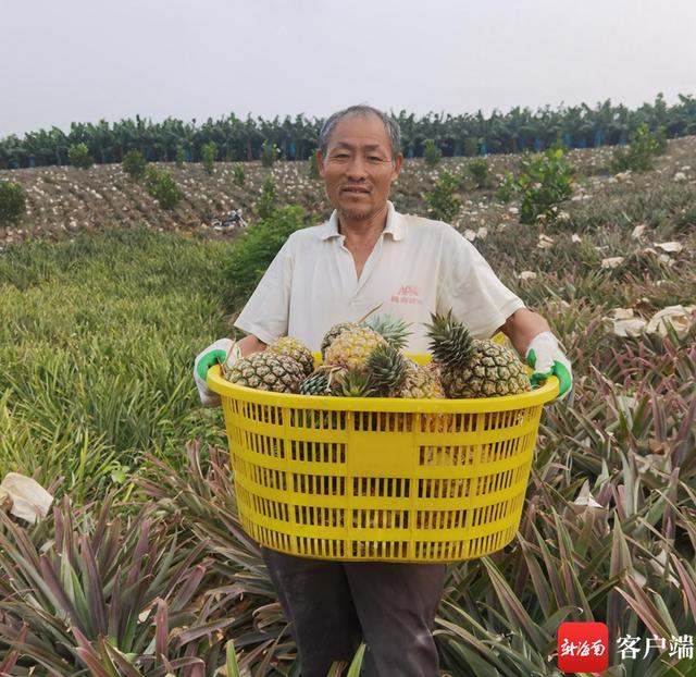 菠萝自带“芒果味”！三亚引种700株“新奇特优”热带水果新成员