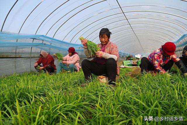 韭菜要想长得好，两种两停要知晓，什么时间种植？什么时间停割