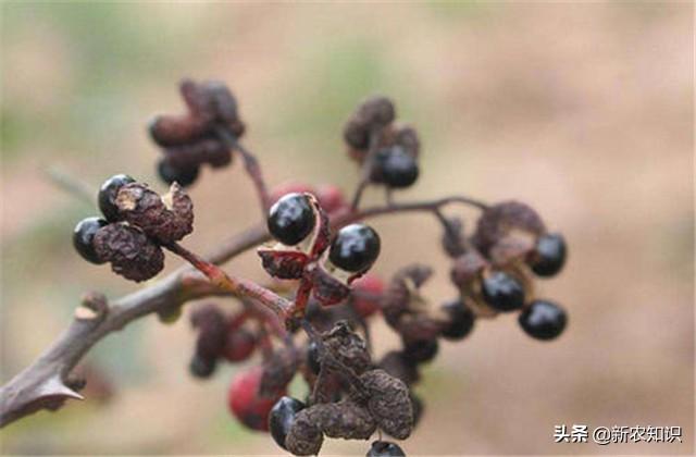 《助农增收》浅谈花椒栽培技术及病虫害防治措施，一起了解一下