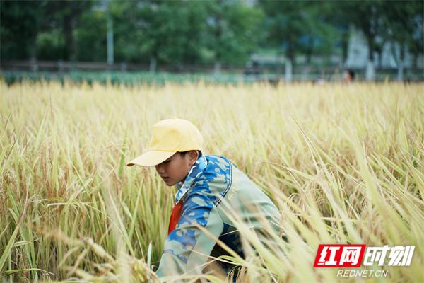 体验收割水稻 感悟“一粒种子改变世界”