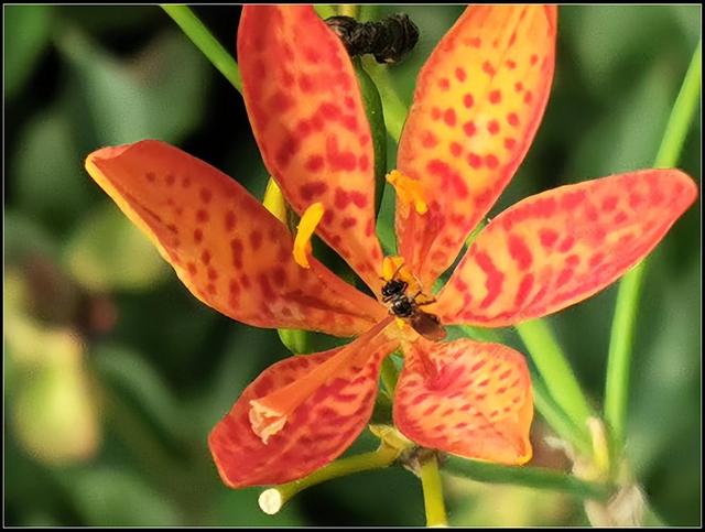 射干：解析中药中的神奇植物