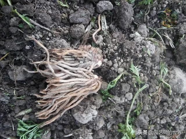 可食用景观植物案例：芦笋价值开发与育苗种植技术