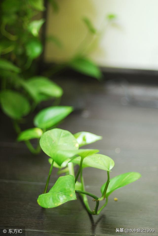 史上种植绿萝植物的最佳方法