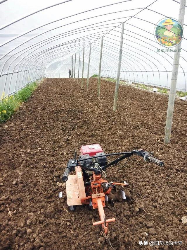 可食用景观植物案例：芦笋价值开发与育苗种植技术