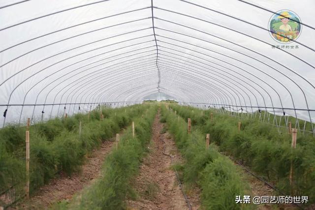 可食用景观植物案例：芦笋价值开发与育苗种植技术