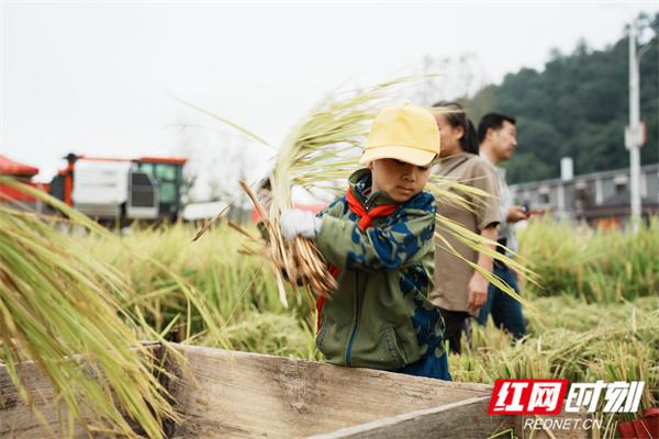 体验收割水稻 感悟“一粒种子改变世界”