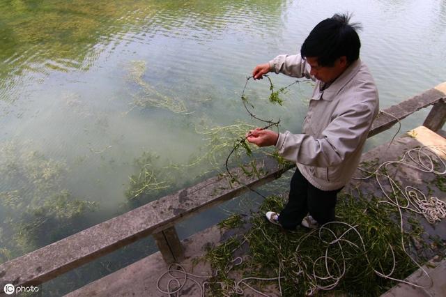 热议：小龙虾养殖池塘梗上适合种植什么？