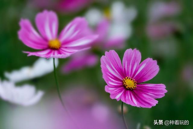 种子往地上一撒 就能开成一片花海的波斯菊 可以快速成景的格桑花