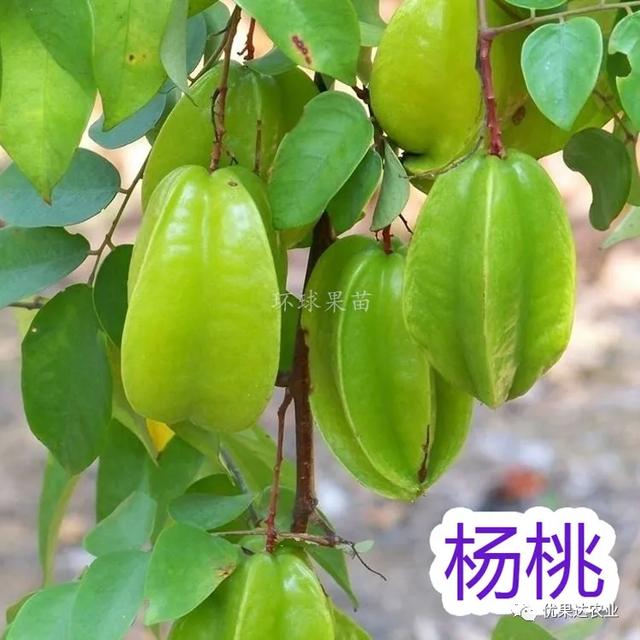 杨桃种植栽培管理技术