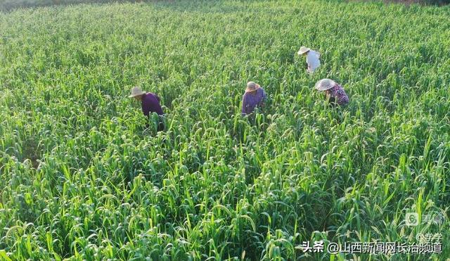 沁县沁州黄镇南凹村：早春播谷子喜出穗，新技术孕育新希望