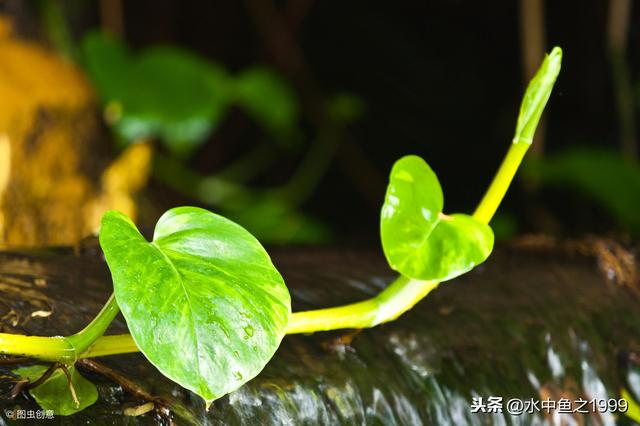 史上种植绿萝植物的最佳方法