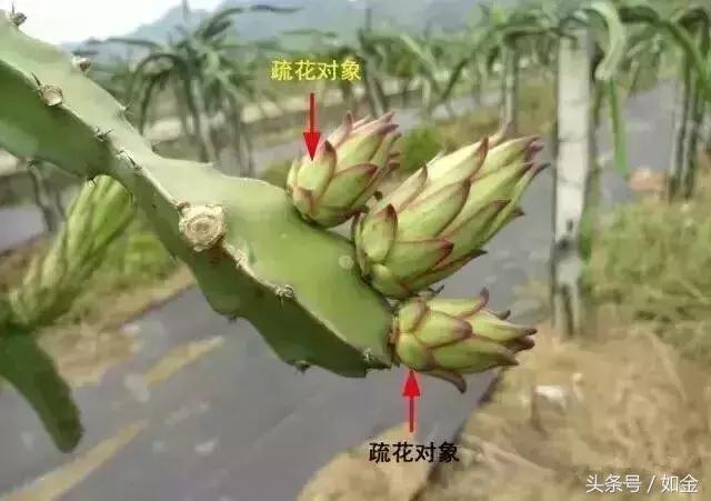 一篇看完不会后悔的火龙果种植和修剪技术文章