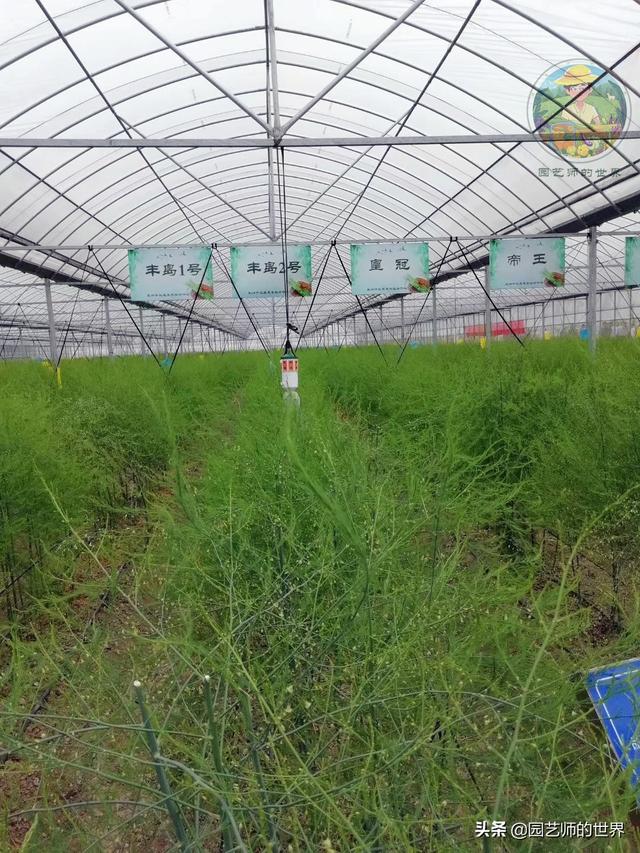 可食用景观植物案例：芦笋价值开发与育苗种植技术