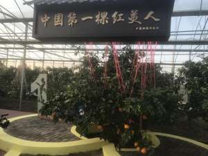 大棚种植橘子树(​象山“橘中爱马仕”今天开摘，168元一箱5斤，​小时记者探访“中国第一棵红美人”的