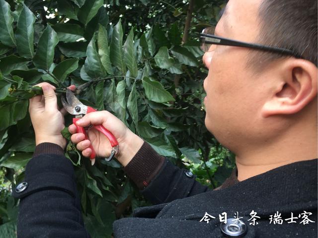 喜欢吃黄皮吗？想不想自己种？这有嫁接定植、施肥防虫等种植技术