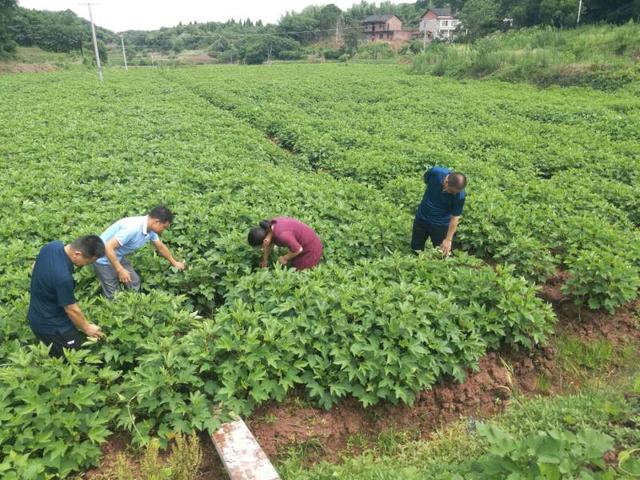 衡阳市雁峰区：种下“红桃k”，奔向致富路