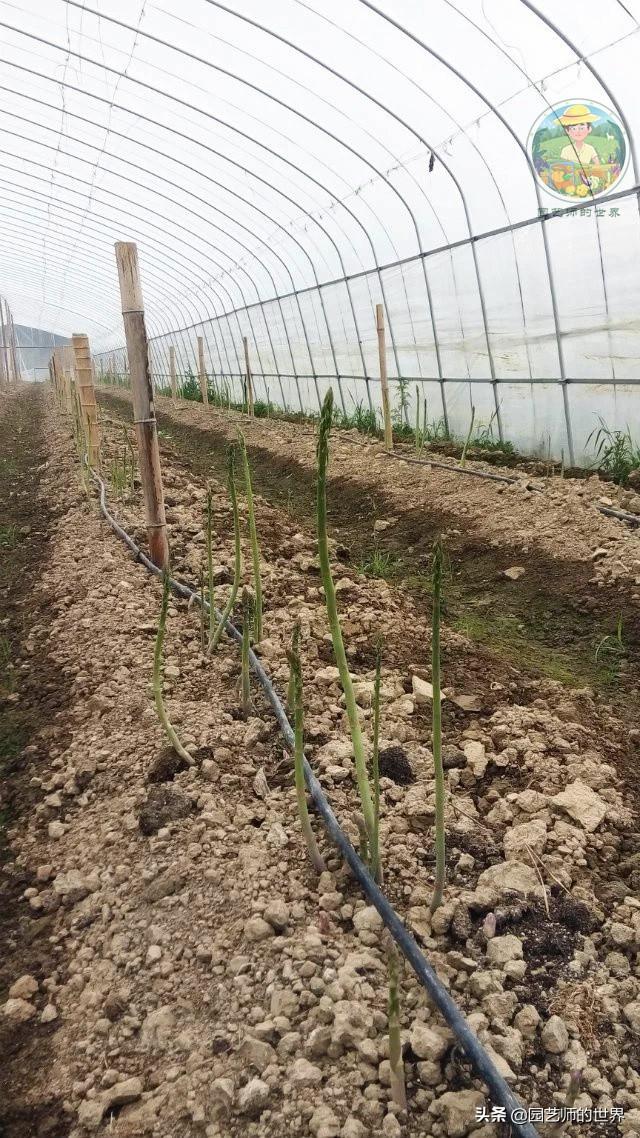 可食用景观植物案例：芦笋价值开发与育苗种植技术