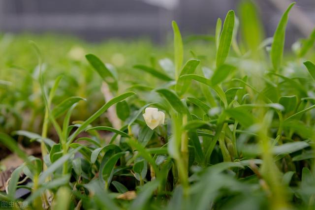 石斛种植方法