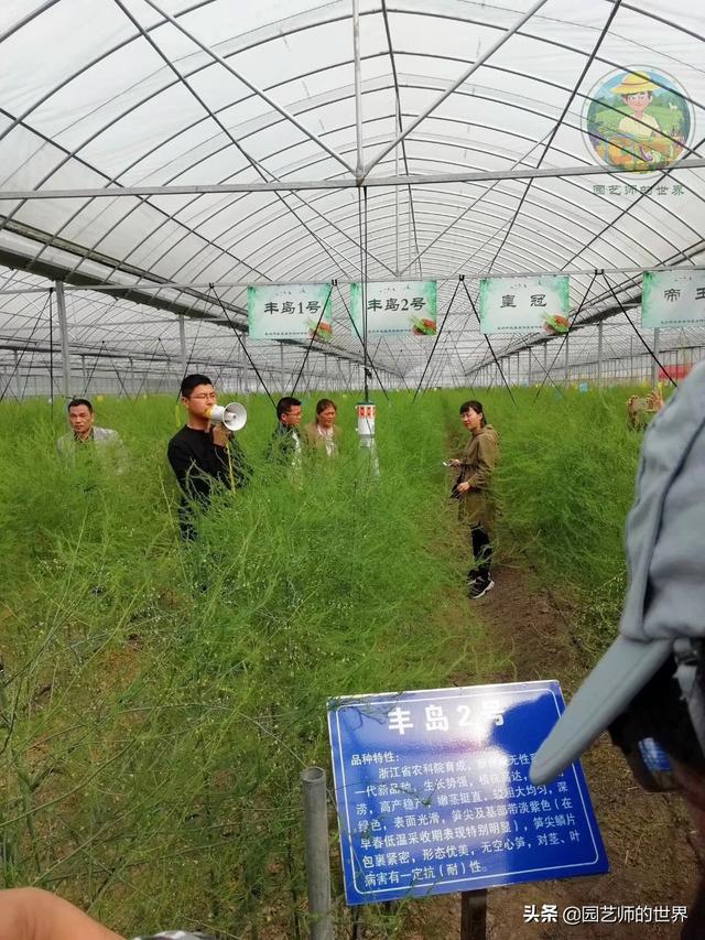 可食用景观植物案例：芦笋价值开发与育苗种植技术