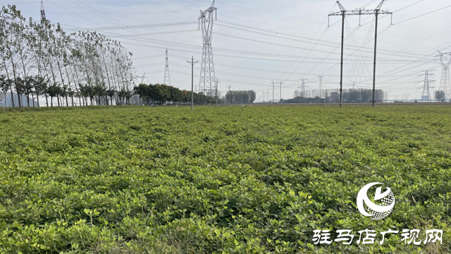 驿城区百余亩高油酸花生结出致富“金豆豆”