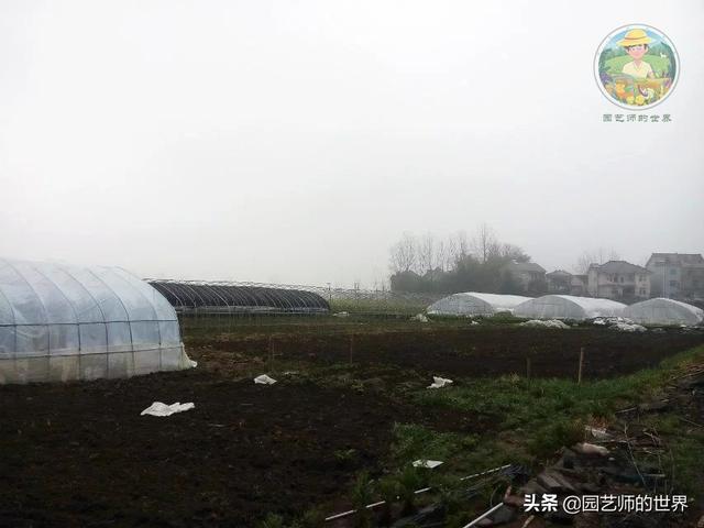 可食用景观植物案例：芦笋价值开发与育苗种植技术